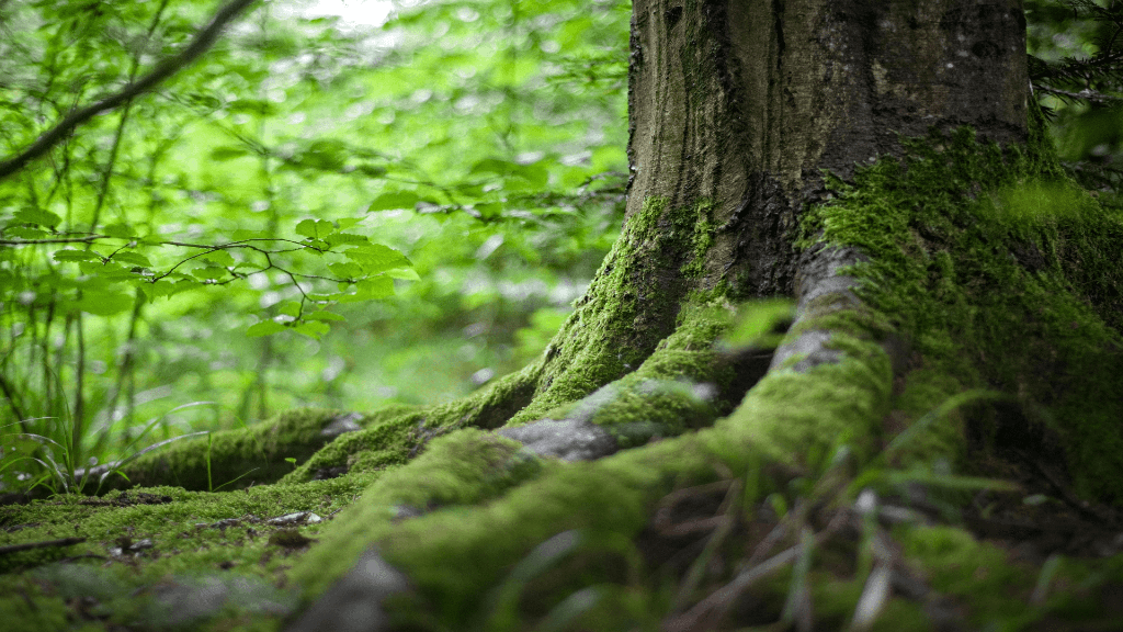 Dettaglio di un albero in una foresta