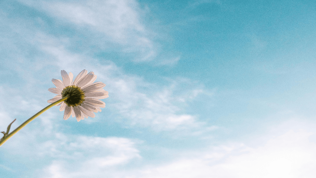 Un fiore che si staglia verso il cielo azzurro 